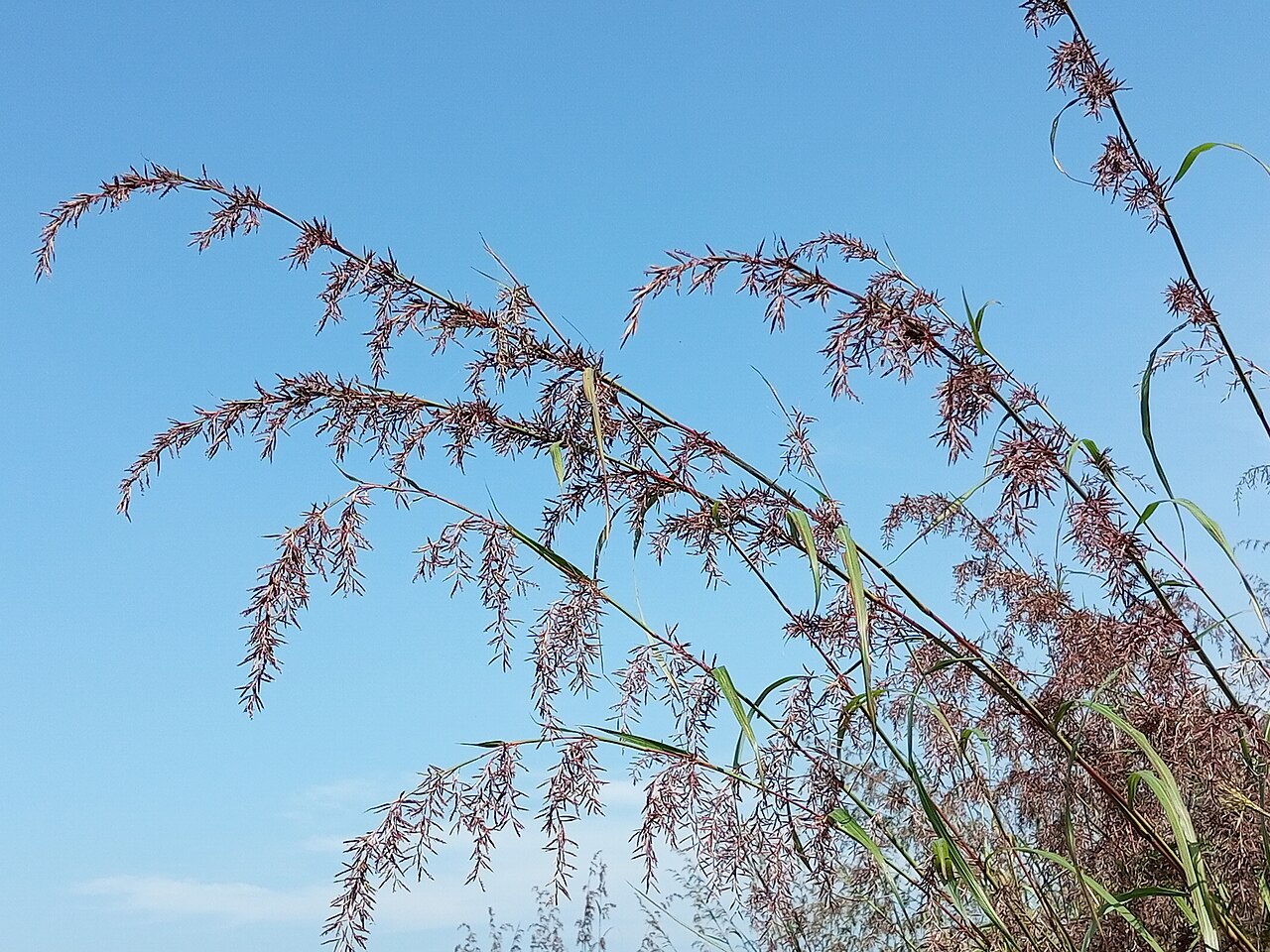 Tinh dầu Cỏ xanh Phi (Cymbopogon validus) — minh hoạ thực vật