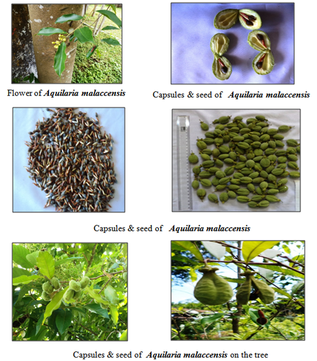 Tinh dầu Trầm hương (Aquilaria malaccensis) — minh hoạ thực vật