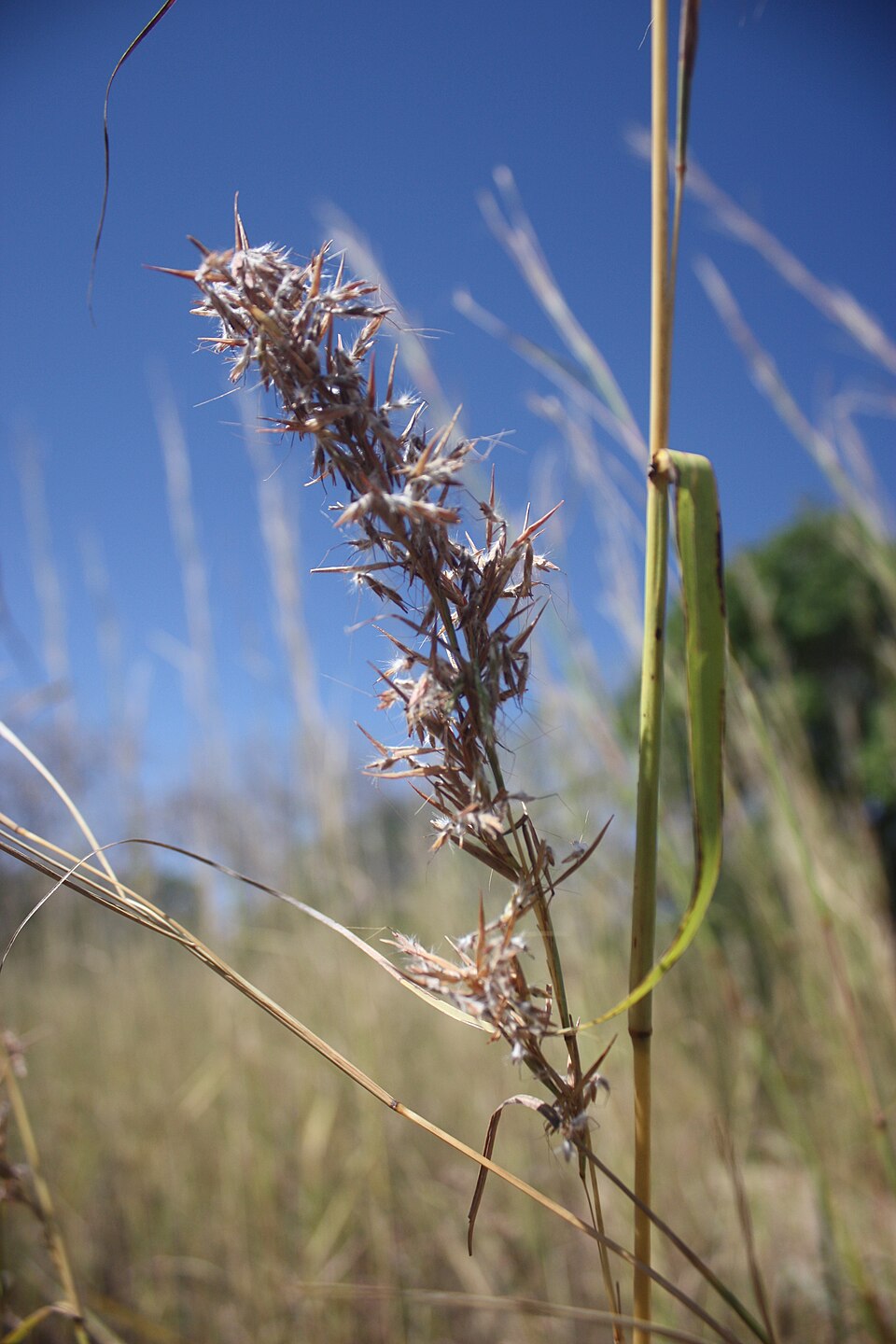 Tinh dầu Ahibero (Cymbopogon giganteus) — minh hoạ thực vật