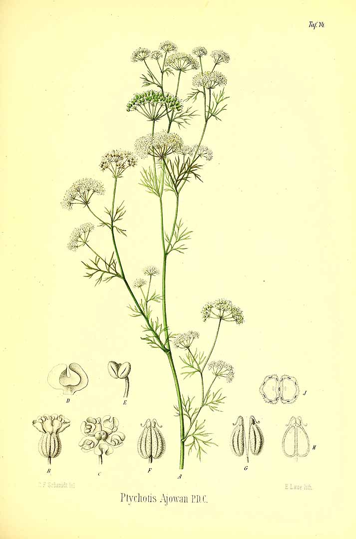 Tinh dầu Ajowan (Trachyspermum ammi) — minh hoạ thực vật