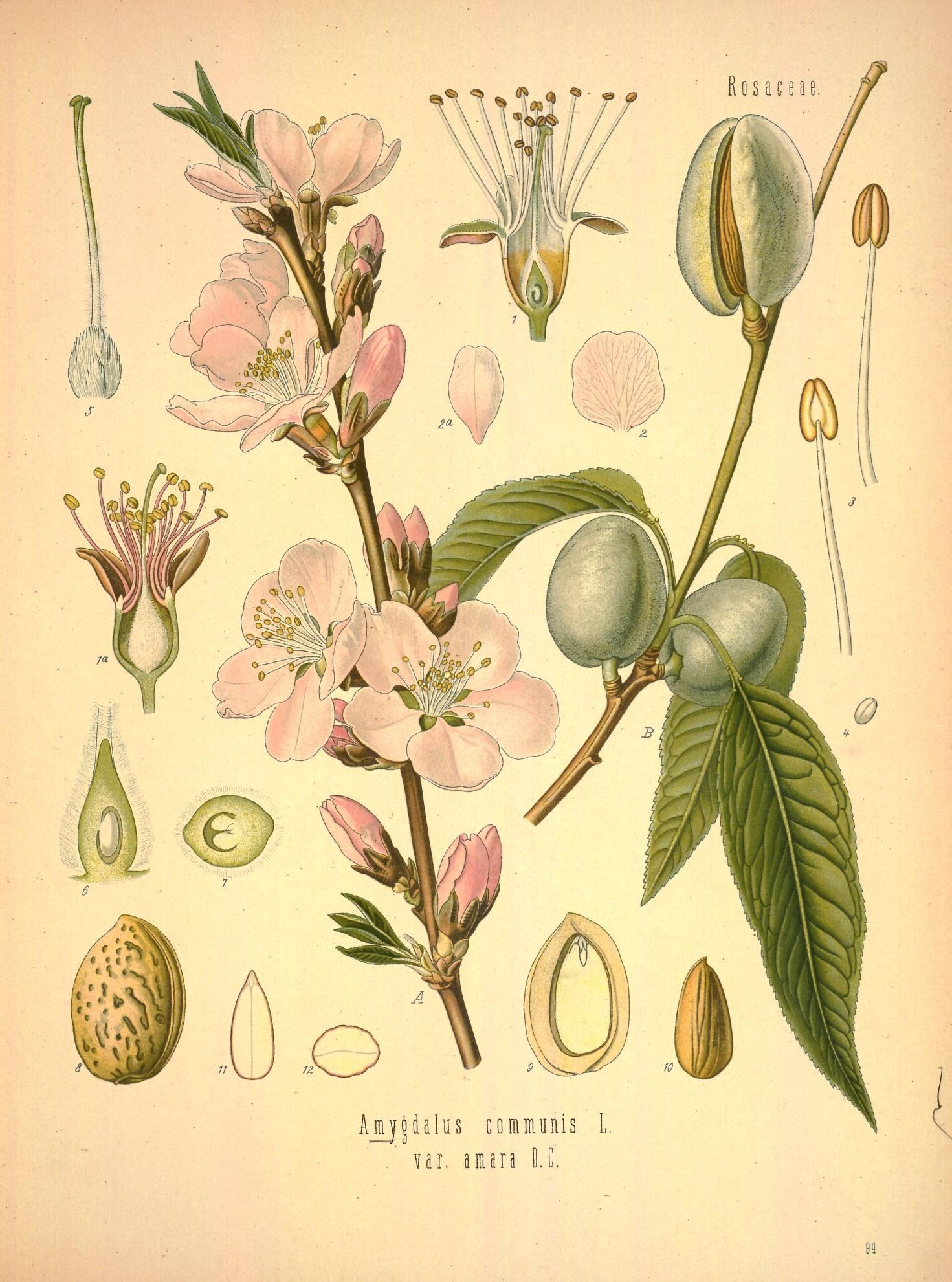 Tinh dầu Hạnh đào đắng FFPA (Prunus dulcis var. amara) — minh hoạ thực vật