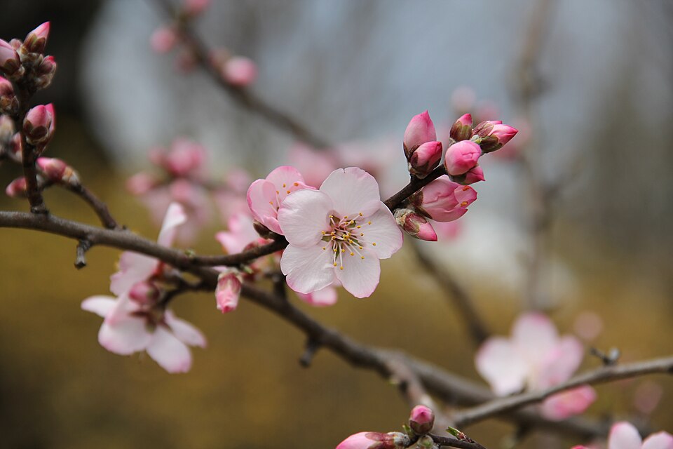 Tinh dầu Hạnh đào đắng (Prunus dulcis var. amara) — minh hoạ thực vật