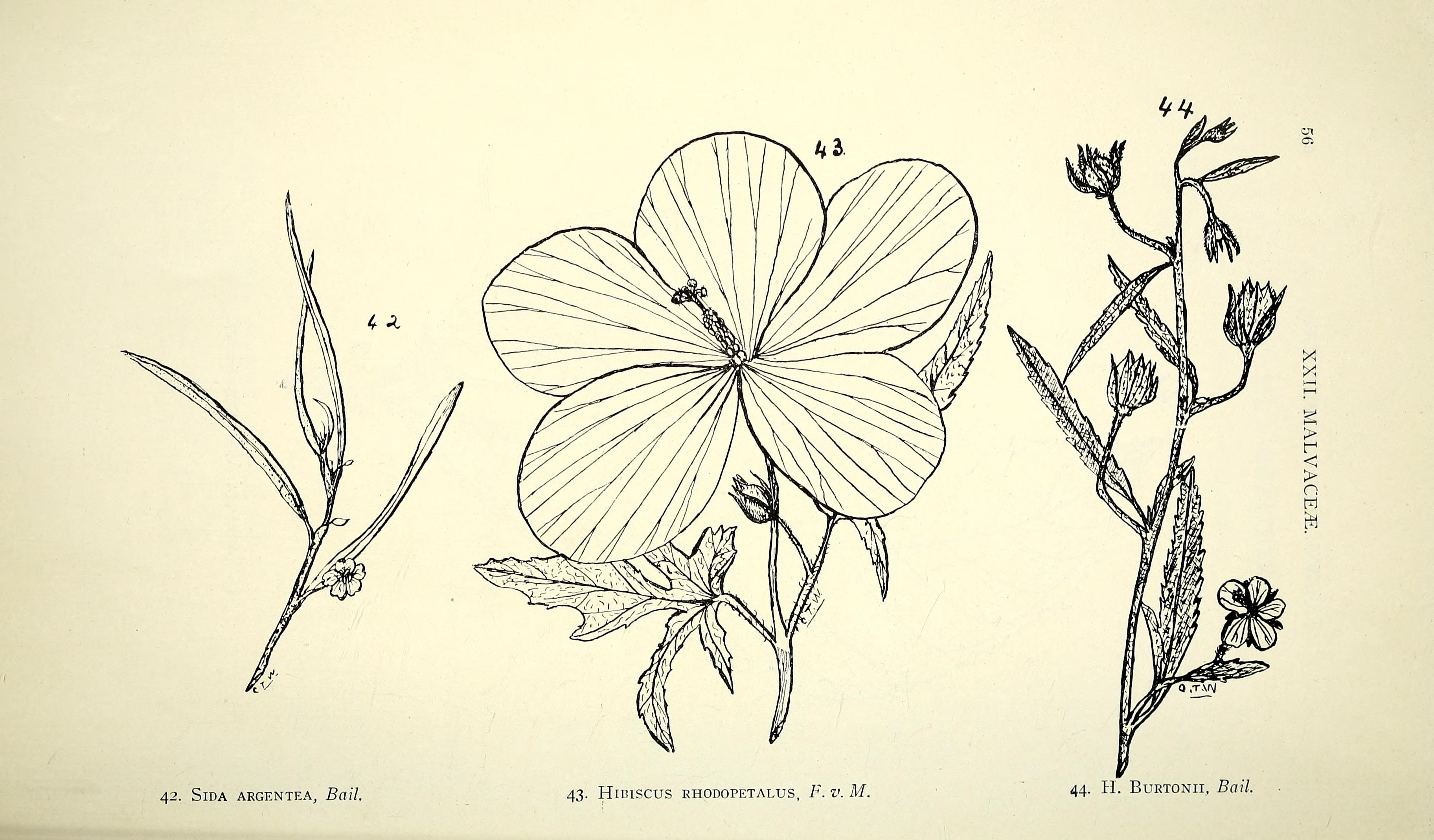 Tinh dầu Hoa hồng xạ (Abelmoschus moschatus) — minh hoạ thực vật