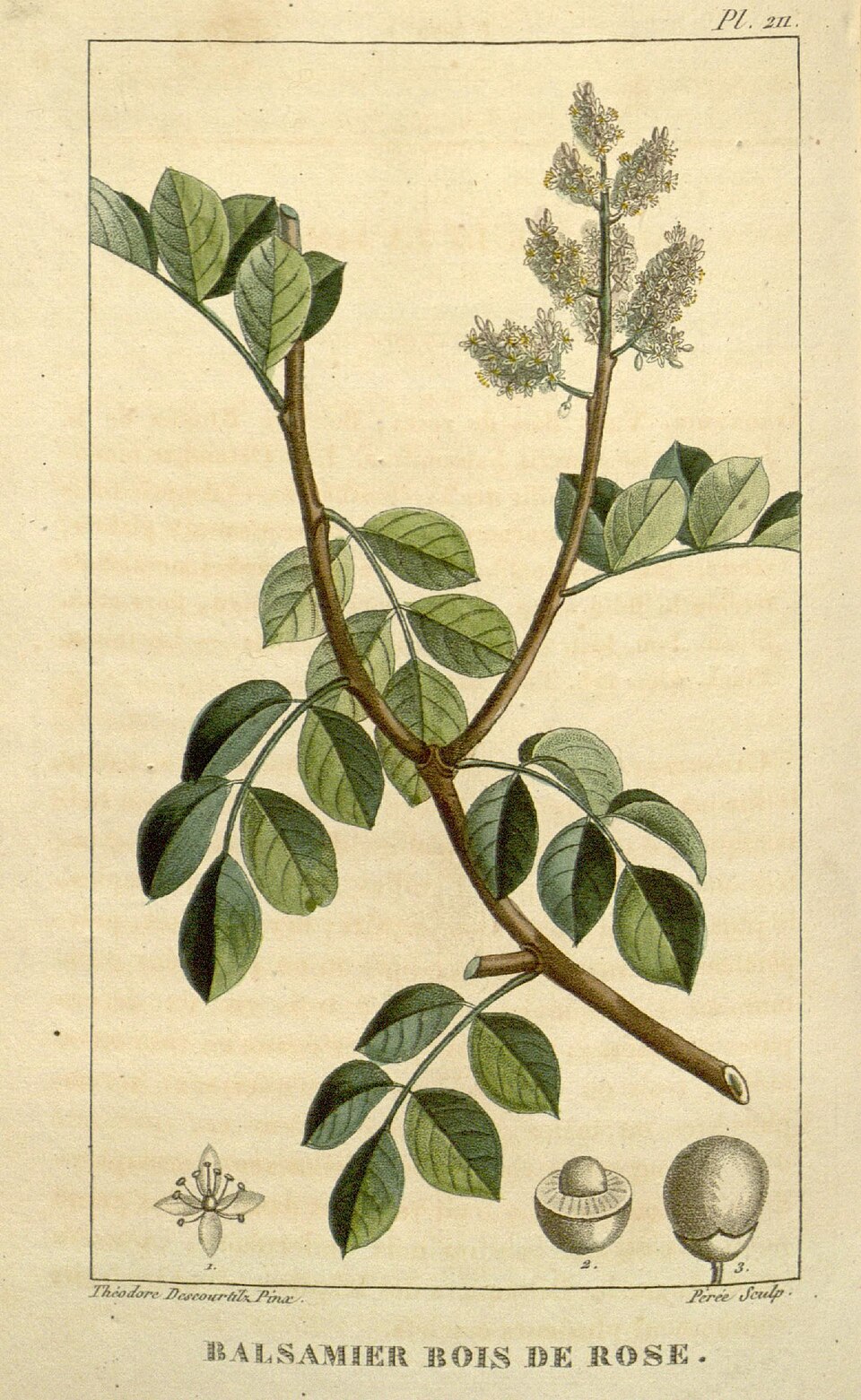 Tinh dầu Gỗ Amyris (Amyris balsamifera) — minh hoạ thực vật