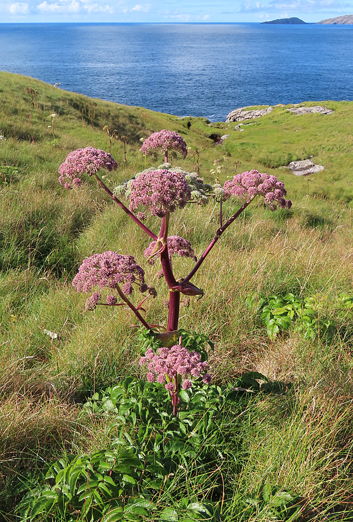 Tinh dầu Đương quy Himalaya (rễ) (Angelica glauca) — minh hoạ thực vật