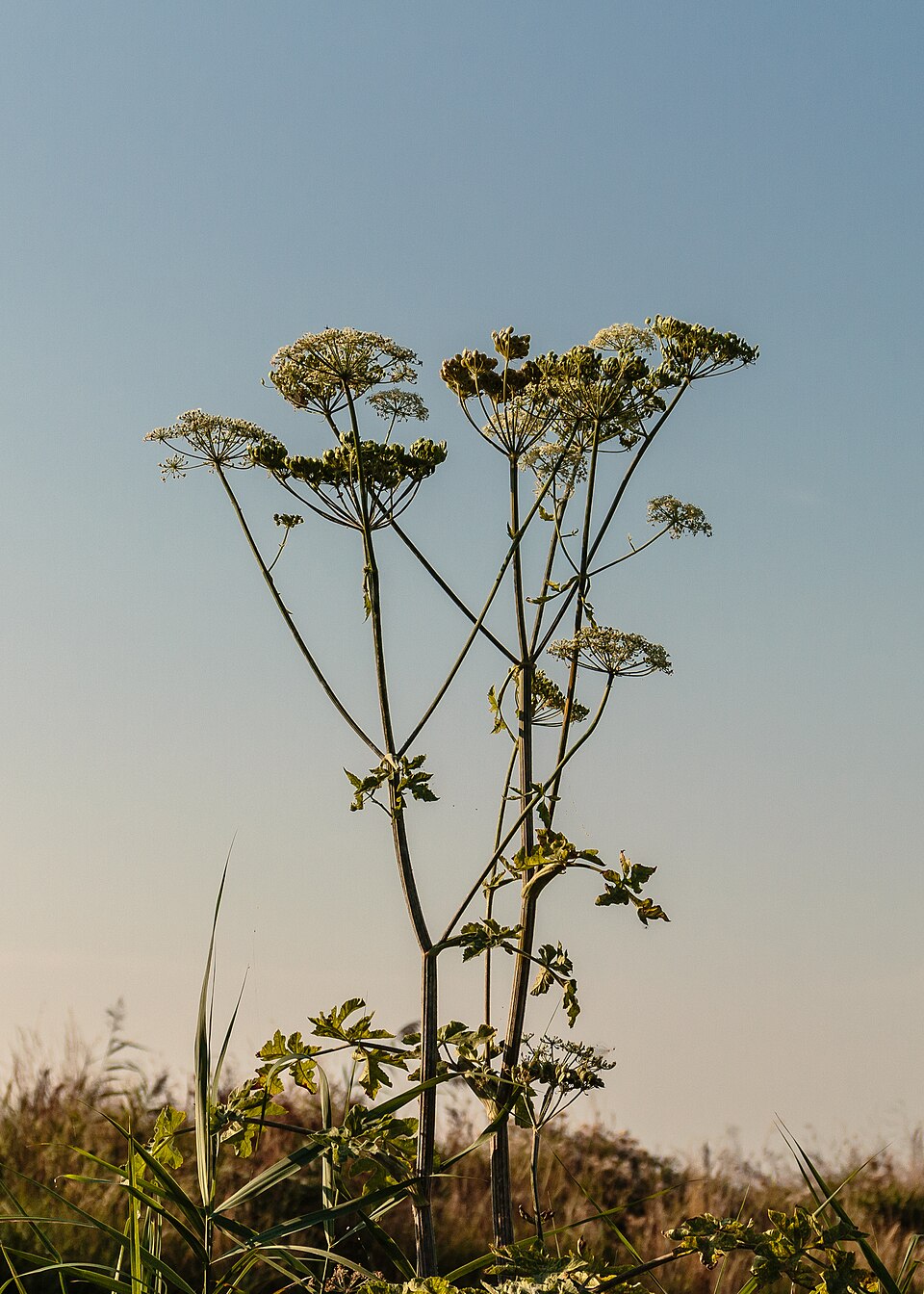 Tinh dầu Đương quy (Angelica archangelica) — minh hoạ thực vật