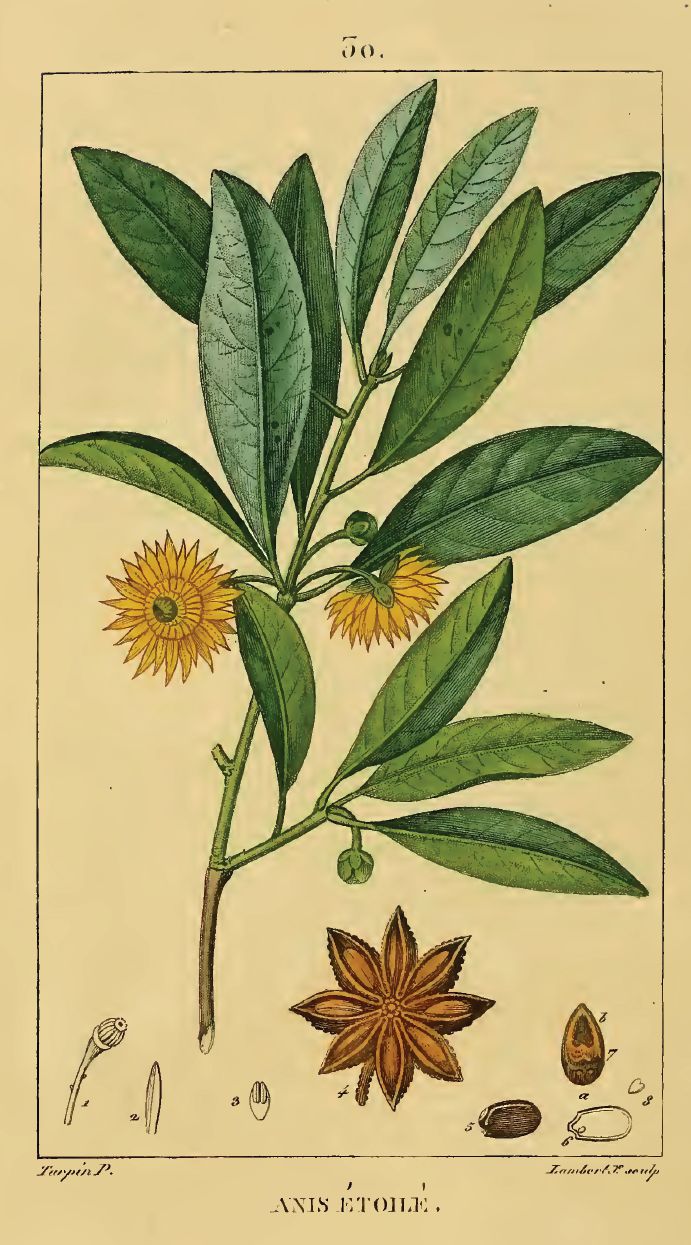 Tinh dầu Hoa hồi (Illicium verum) — minh hoạ thực vật
