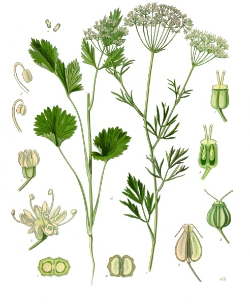 Tinh dầu Hồi (Pimpinella anisum) — minh hoạ thực vật