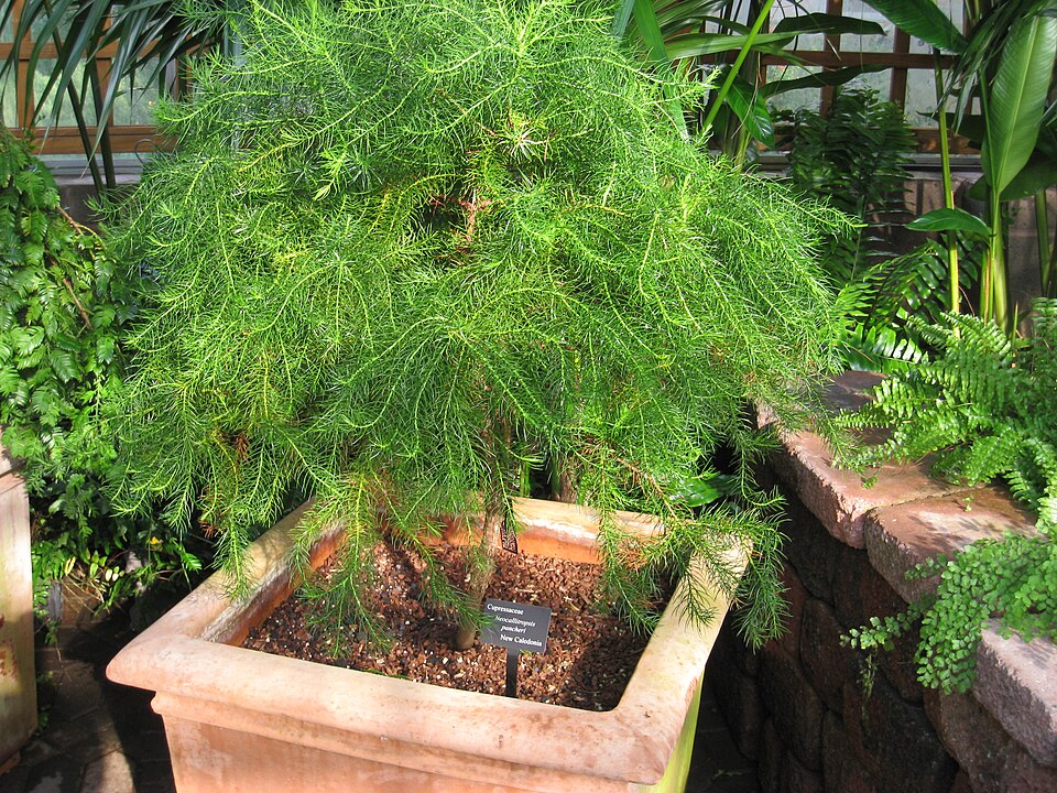 Tinh dầu Araucaria (Neocallitropsis pancheri) — minh hoạ thực vật