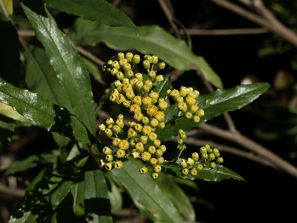 Tinh dầu Arina (Psiadia altissima) — minh hoạ thực vật