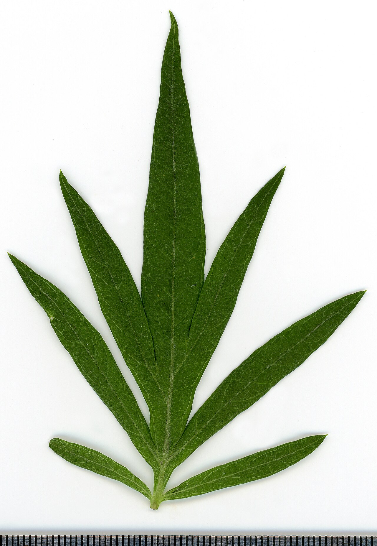 Tinh dầu Ngải Vestita (Artemisia vestita) — minh hoạ thực vật