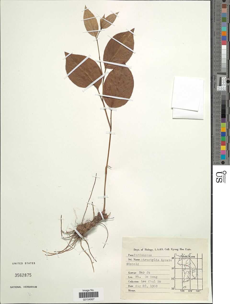 Tinh dầu Bạch truật (Atractylodes lancea) — minh hoạ thực vật