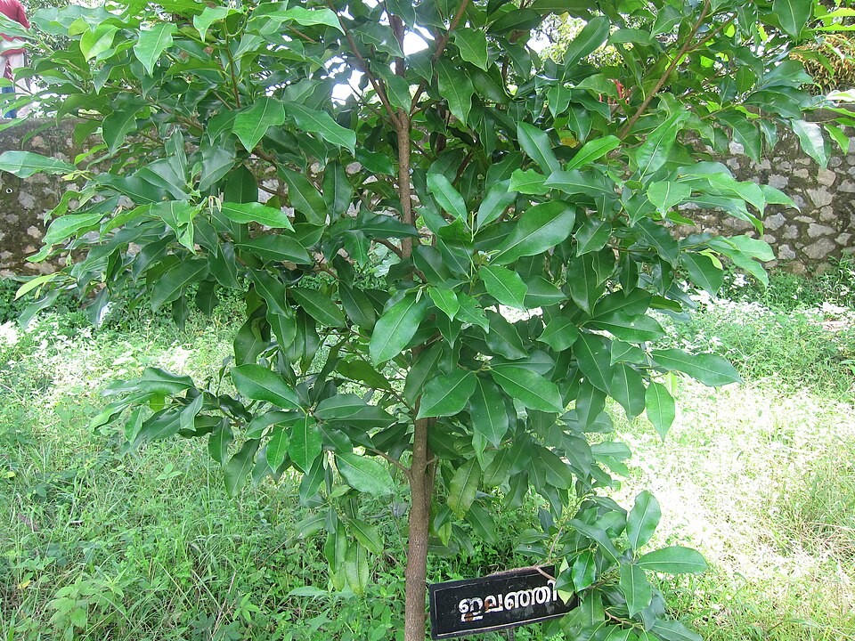 Tinh dầu Bakul (Mimusops elengi) (Mimusops elengi) — minh hoạ thực vật