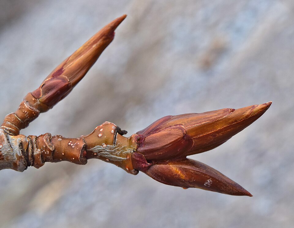 Tinh dầu Dương Balsam (Populus balsamifera) — minh hoạ thực vật
