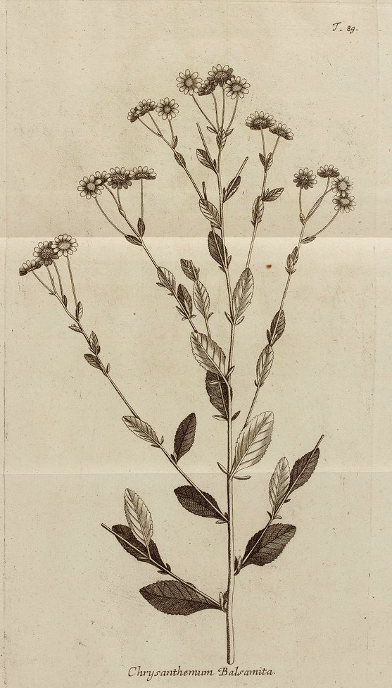 Tinh dầu Cúc thơm Balsamite (Chrysanthemum balsamita) — minh hoạ thực vật
