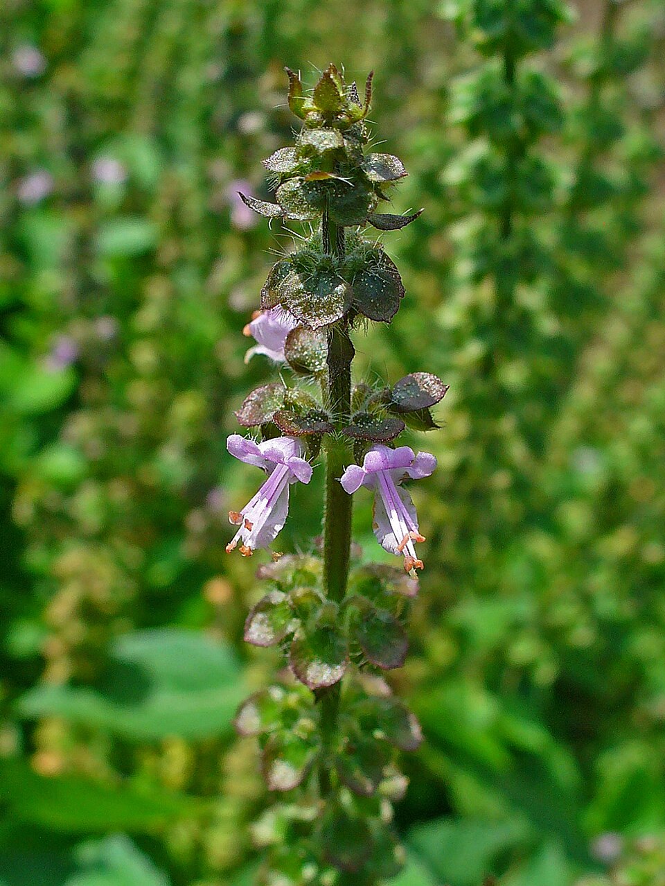 Tinh dầu Húng quế rậm lông (Ocimum americanum var. pilosum) — minh hoạ thực vật