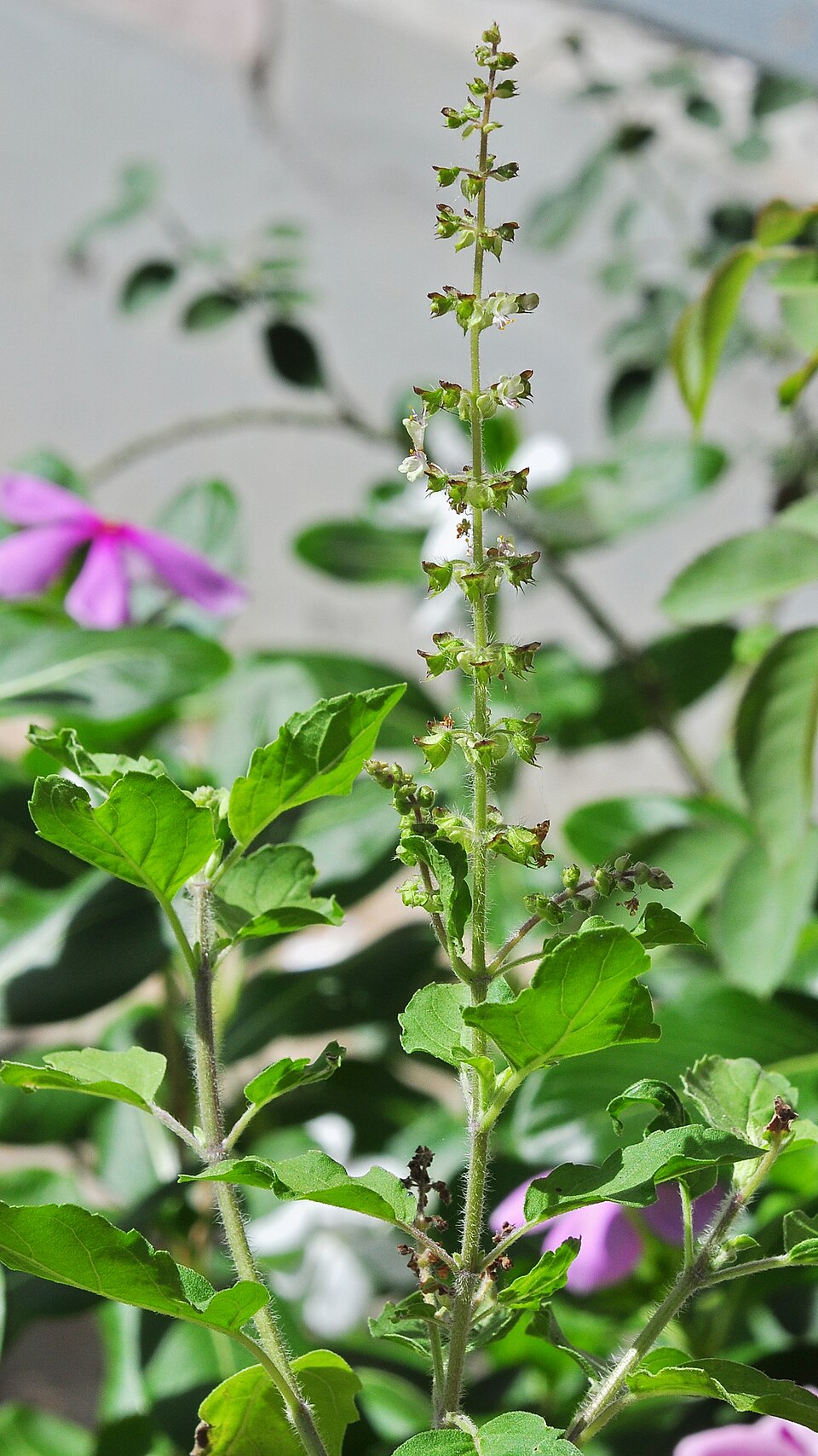 Tinh dầu Húng quế thiêng (Ocimum tenuiflorum) — minh hoạ thực vật