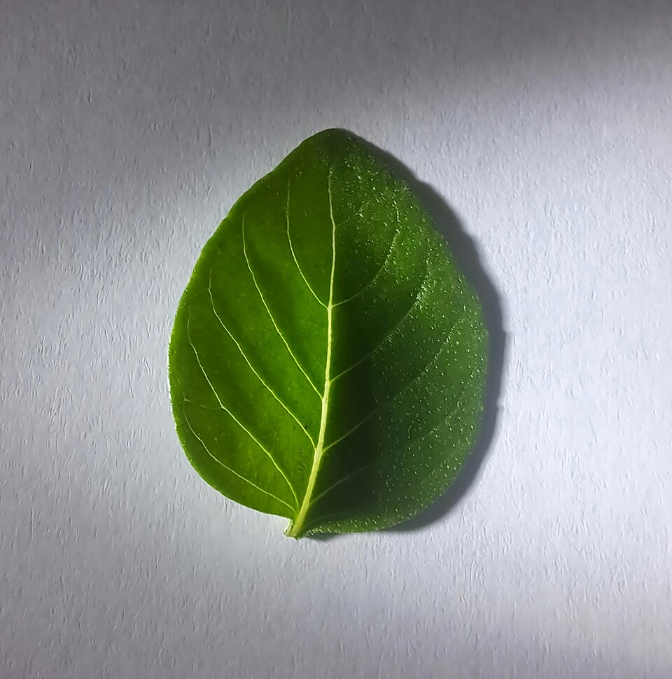 Tinh dầu Húng quế chanh (Ocimum × citriodorum) — minh hoạ thực vật