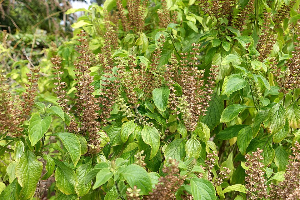 Tinh dầu Húng quế Madagascar (Ocimum gratissimum) — minh hoạ thực vật