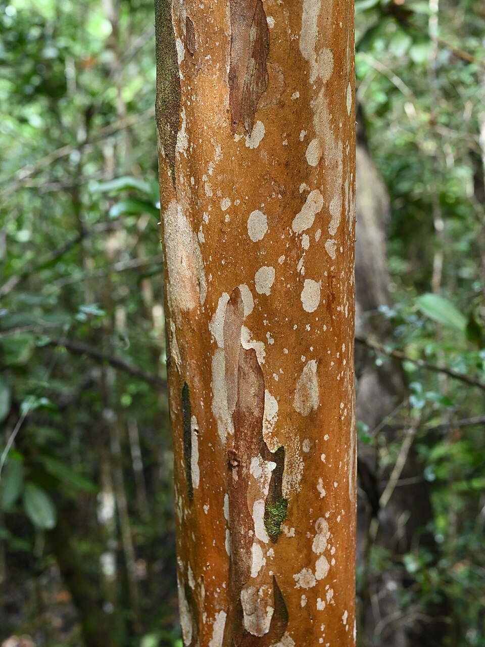 Tinh dầu Nguyệt quế Tây Ấn (Pimenta racemosa var. racemosa) — minh hoạ thực vật