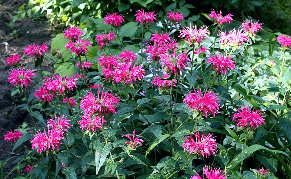 Tinh dầu Cây ong (Bee Balm (Monarda didyma) — minh hoạ thực vật