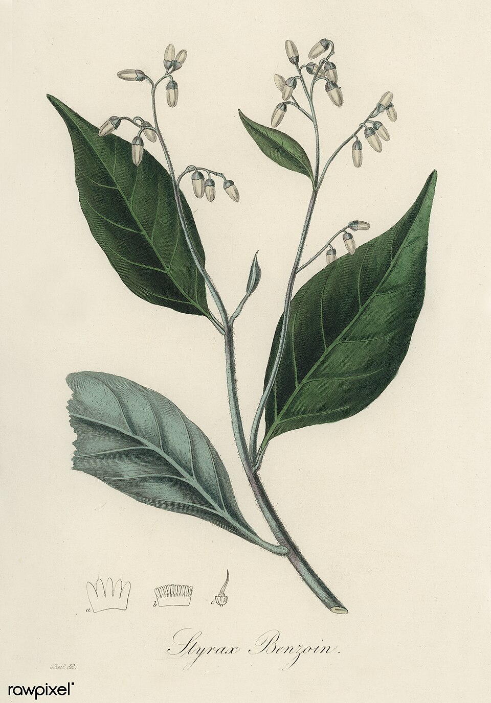 Tinh dầu An tức hương (Styrax benzoin, Styrax tonkinensis) — minh hoạ thực vật