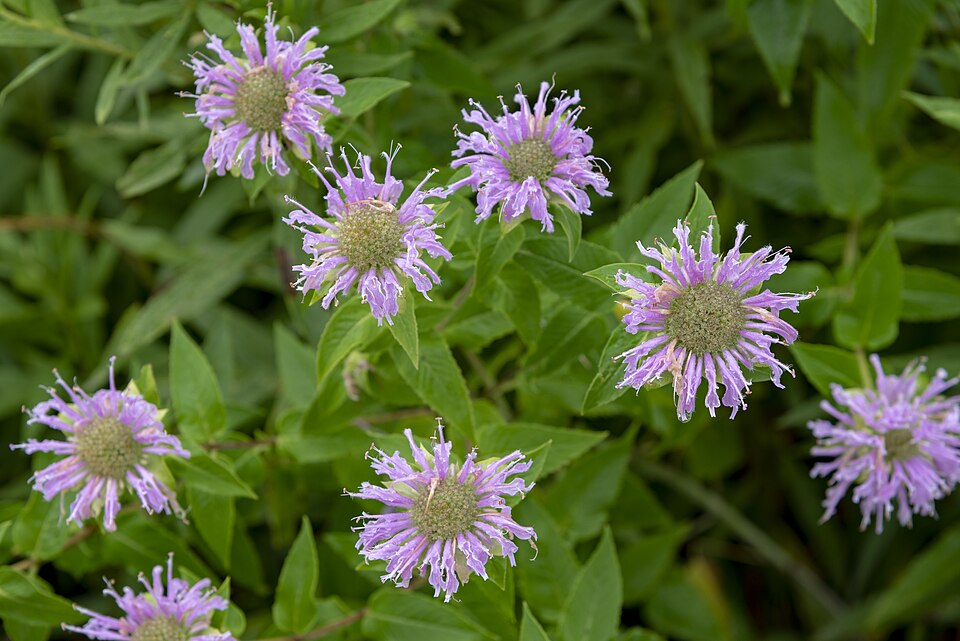 Tinh dầu Cam Bergamot hoang (Monarda fistulosa var. menthaefolia) — minh hoạ thực vật