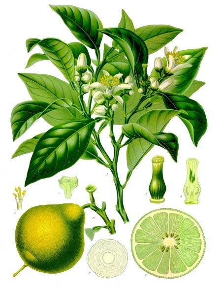 Citrus bergamia — botanical plate