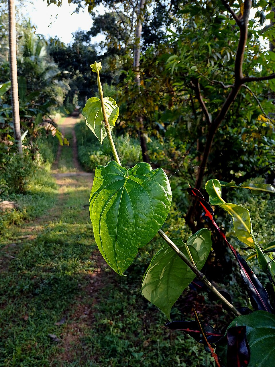 Tinh dầu Trầu (lá) (Piper betle) — minh hoạ thực vật