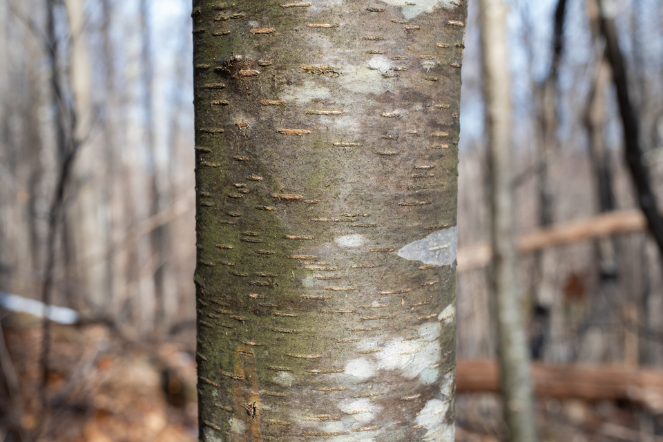Tinh dầu Bạch dương ngọt (Betula lenta) — minh hoạ thực vật
