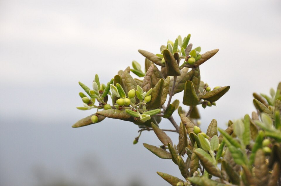 Tinh dầu Boldo (Peumus boldus) — minh hoạ thực vật