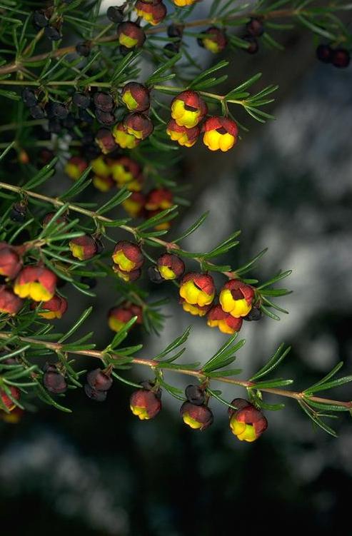 Tinh dầu Boronia (Boronia megastigma) — minh hoạ thực vật