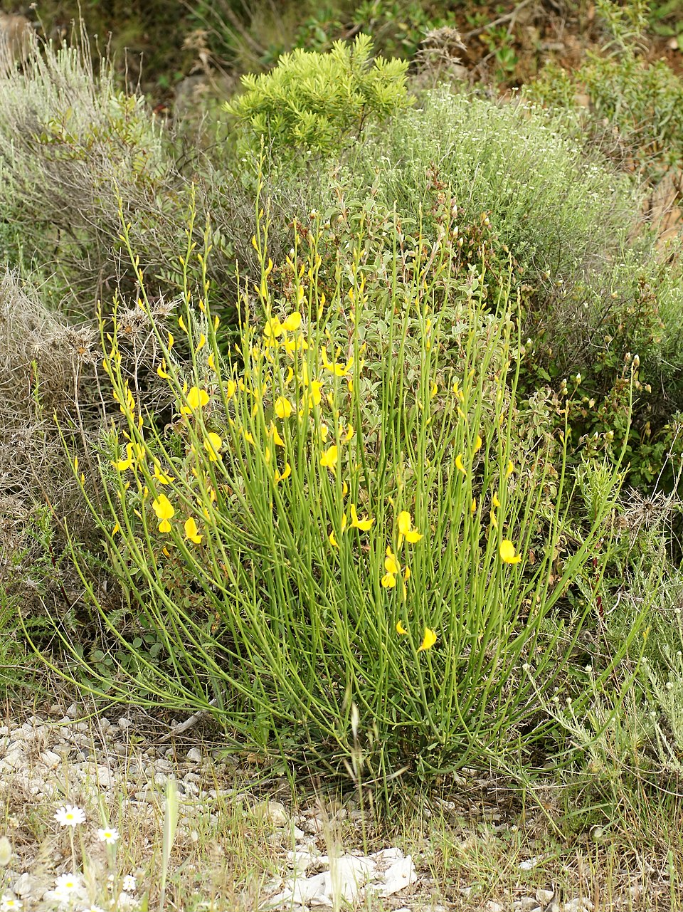 Tinh dầu Hoa Đậu Chổi (Spartium junceum) — minh hoạ thực vật