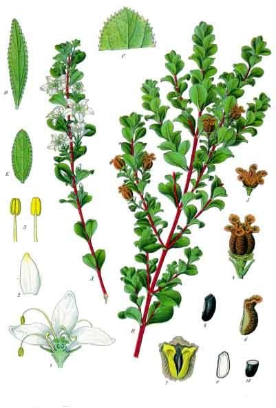 Tinh dầu Buchu (CT diosphenol) (Agathosma betulina) — minh hoạ thực vật