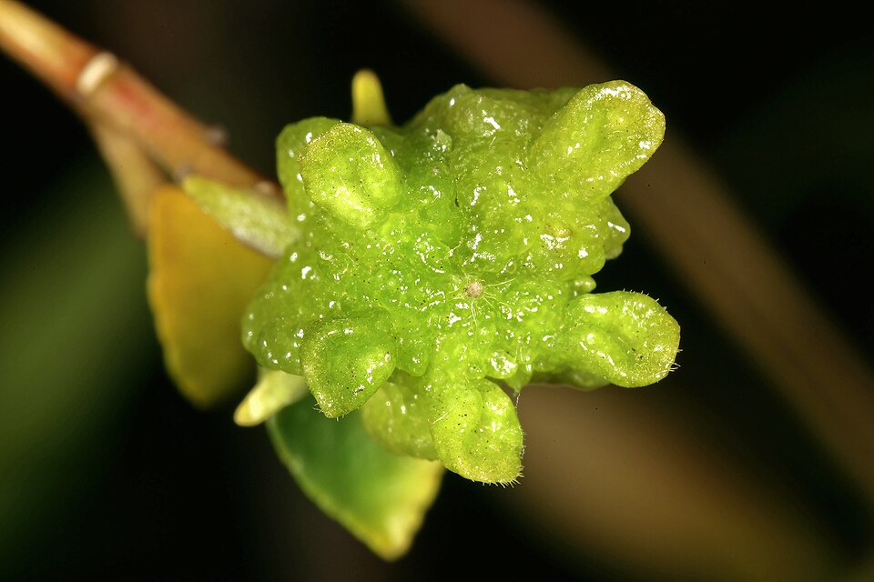 Tinh dầu Buchu (CT pulegone) (Agathosma crenulata) — minh hoạ thực vật