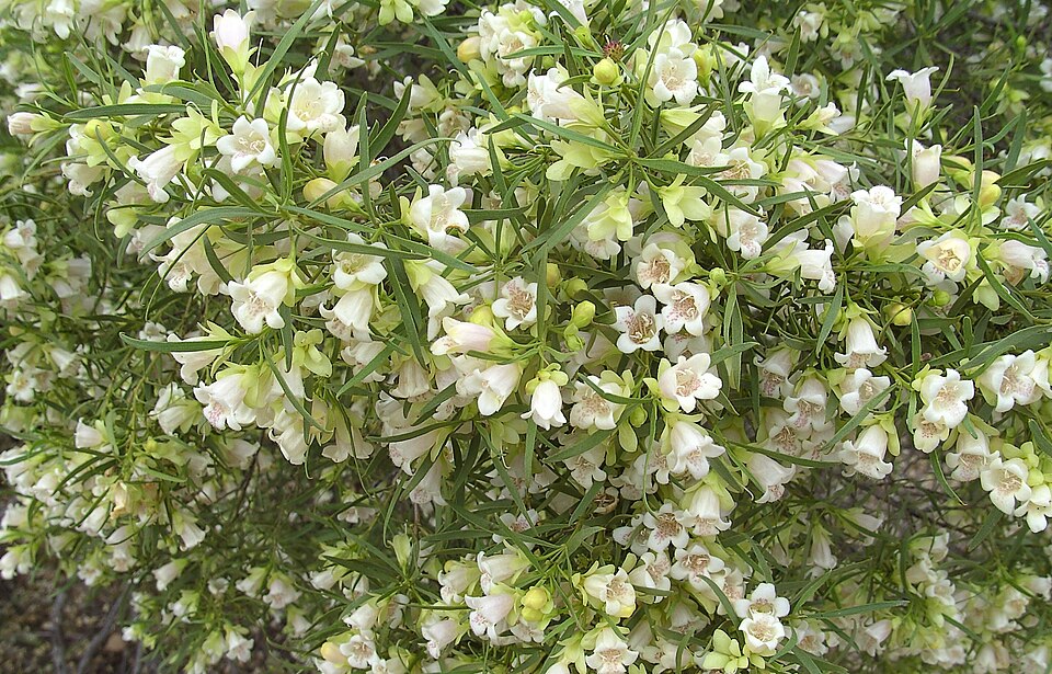 Tinh dầu Gỗ Phật (Eremophila mitchellii) — minh hoạ thực vật