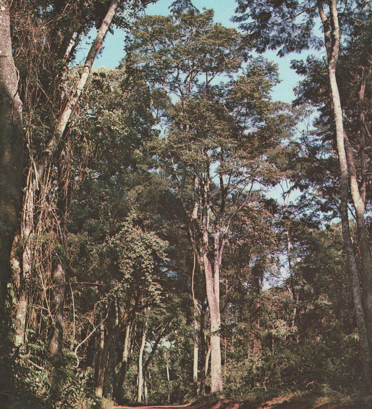 Tinh dầu Gỗ Cabreuva (Myrocarpus fastigiatus) — minh hoạ thực vật