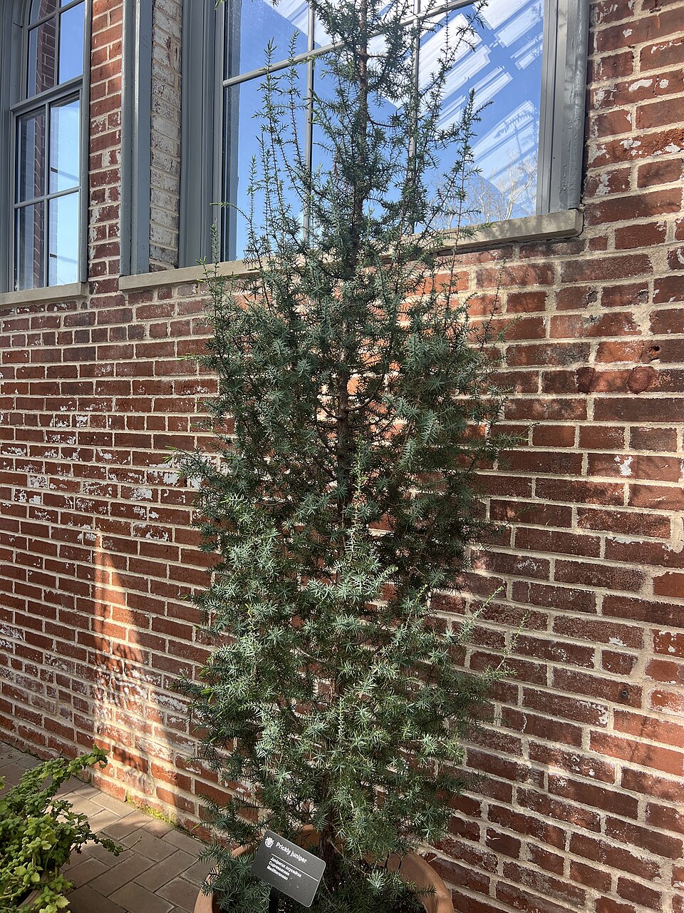 Tinh dầu Cade (Juniperus oxycedrus) — minh hoạ thực vật