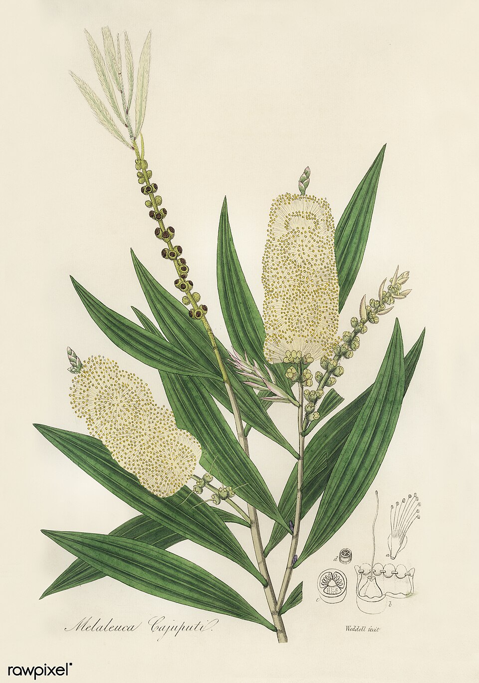 Tinh dầu Tràm gió (Melaleuca cajuputi) — minh hoạ thực vật