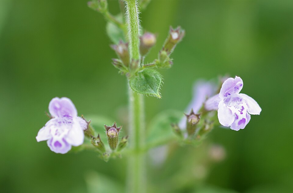 Tinh dầu Calamint nhỏ (Calamintha nepeta subsp. glandulosa) — minh hoạ thực vật