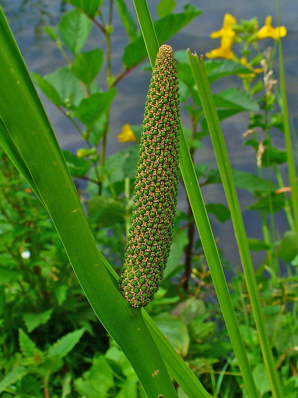Tinh dầu Thạch xương bồ (Acorus calamus var. calamus) — minh hoạ thực vật