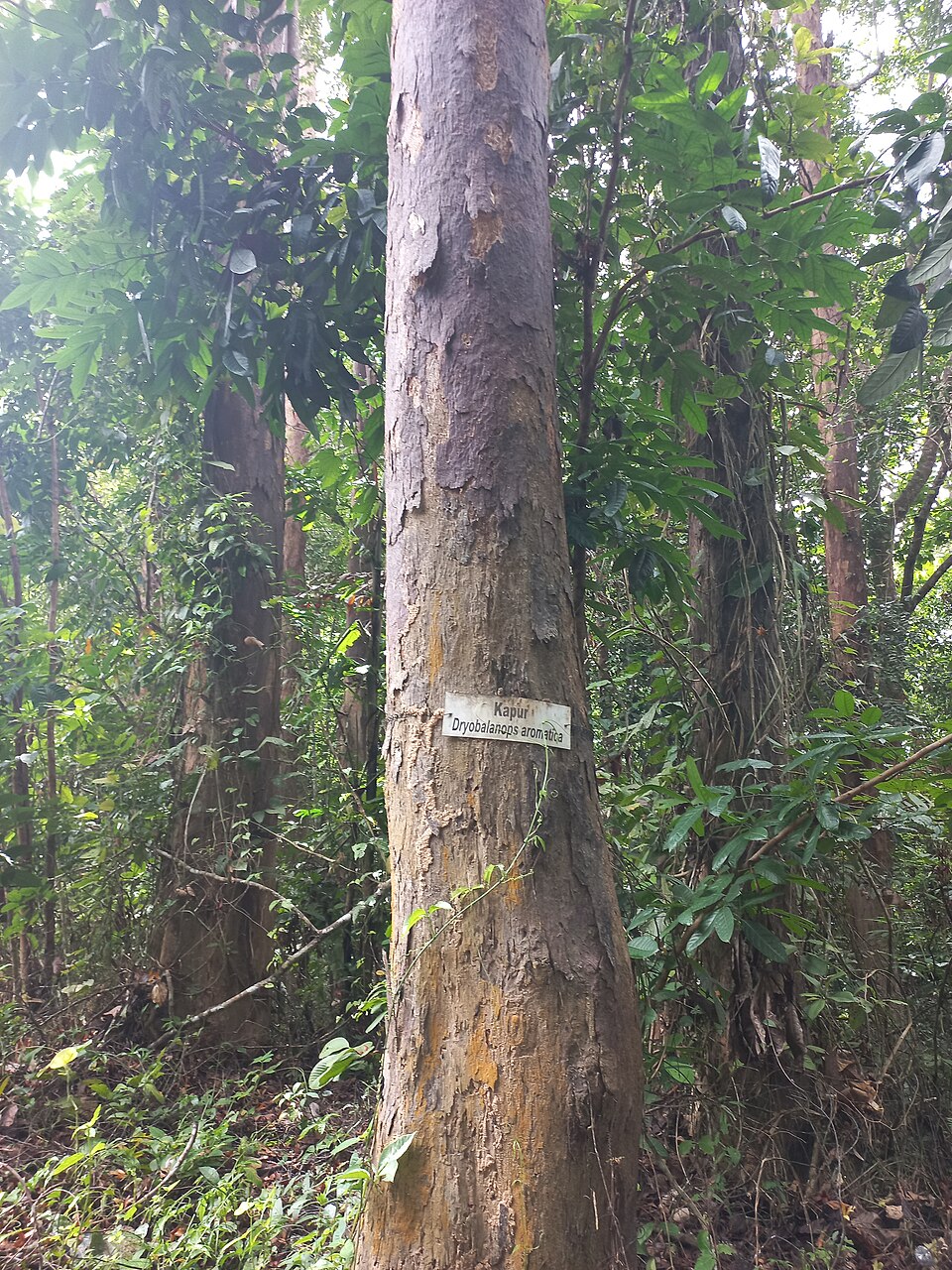 Tinh dầu Long não Borneo (Dryobalanops aromatica) — minh hoạ thực vật