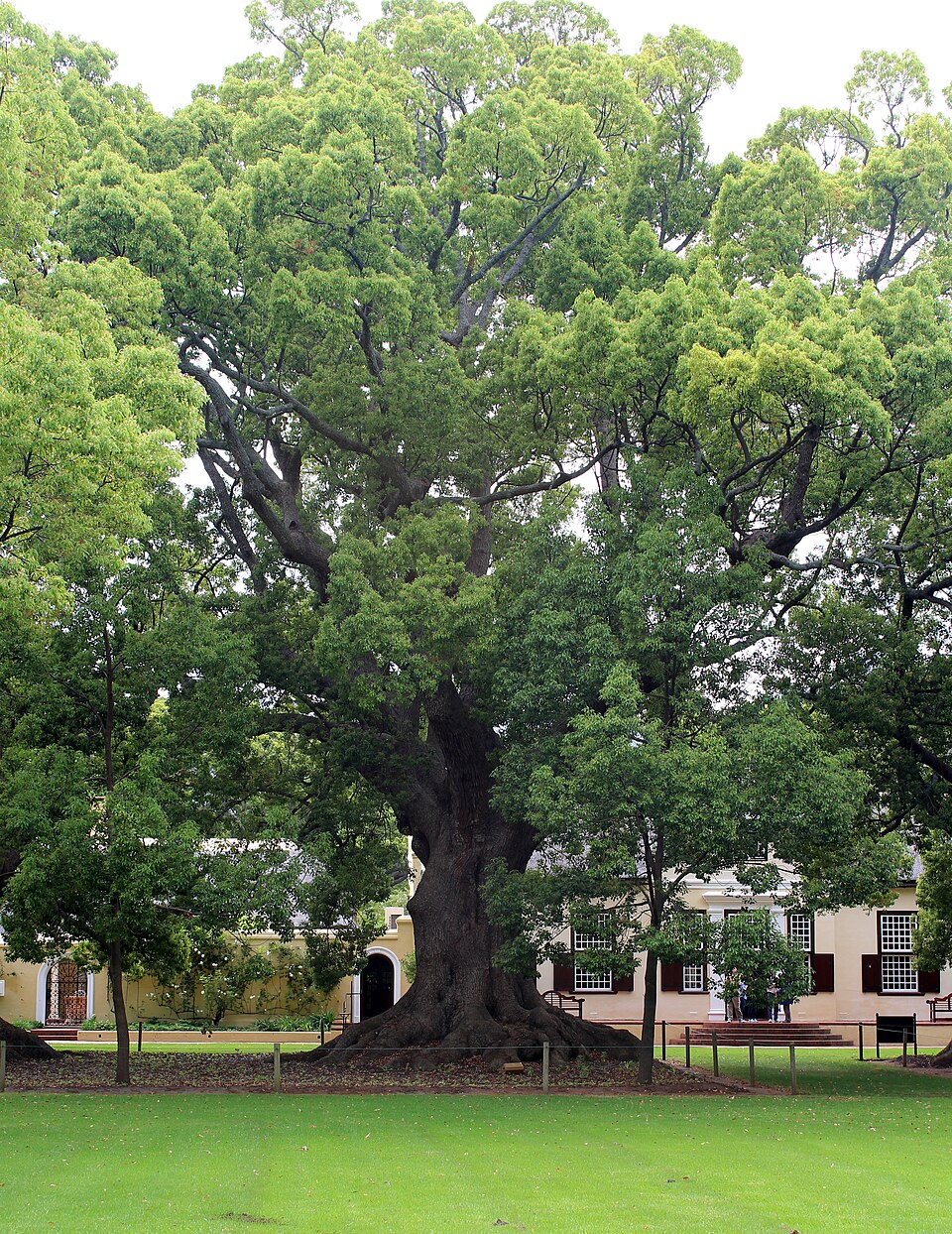 Tinh dầu Long não trắng (Cinnamomum camphora) — minh hoạ thực vật