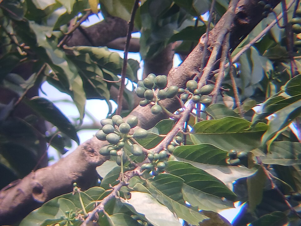 Tinh dầu Ngọc lan ta (Cananga odorata f. macrophylla) — minh hoạ thực vật
