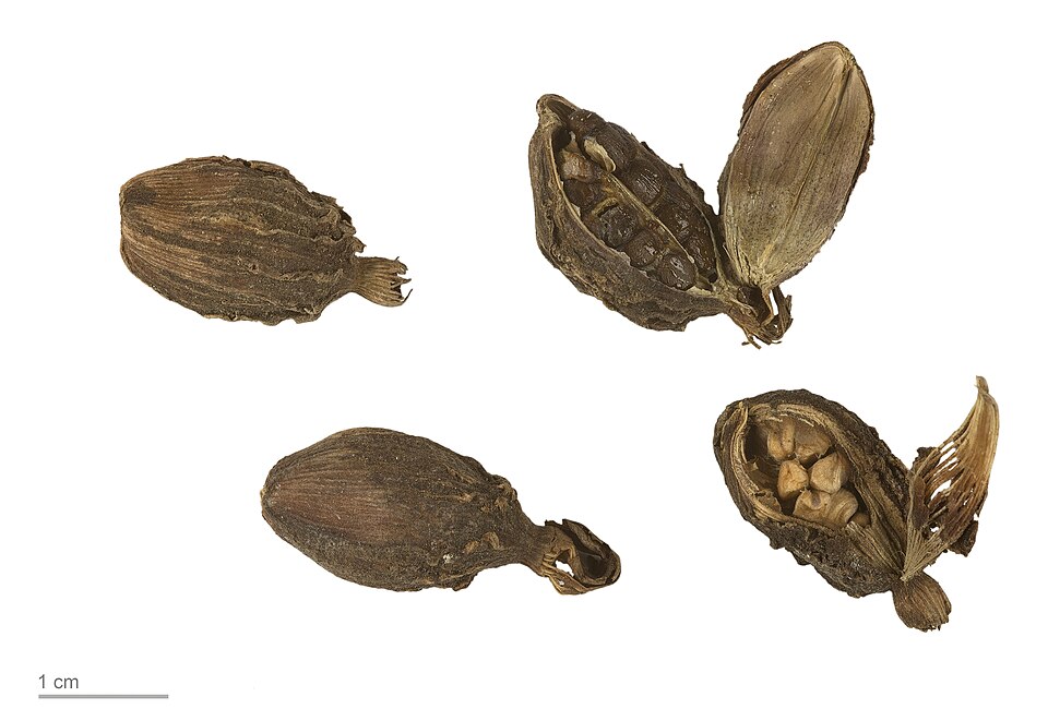 Tinh dầu Bạch đậu khấu đen (Amomum subulatum) — minh hoạ thực vật