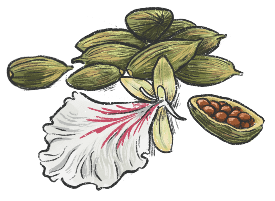 Tinh dầu Bạch đậu khấu (Elettaria cardamomum) — minh hoạ thực vật