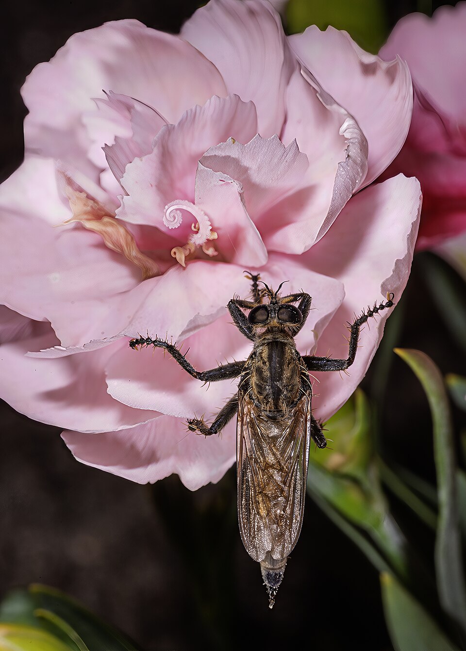Tinh dầu Cẩm chướng (Dianthus caryophyllus) — minh hoạ thực vật