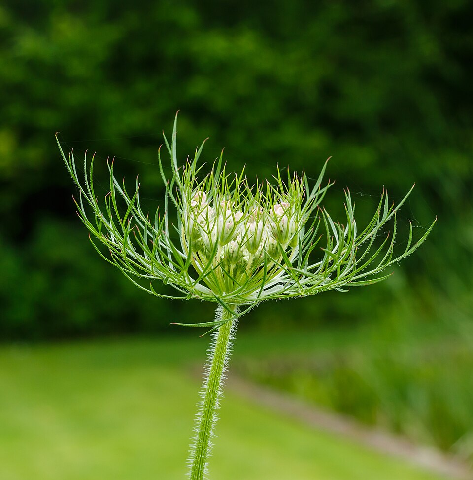 Tinh dầu Hạt cà rốt (Daucus carota subsp. sativus) — minh hoạ thực vật