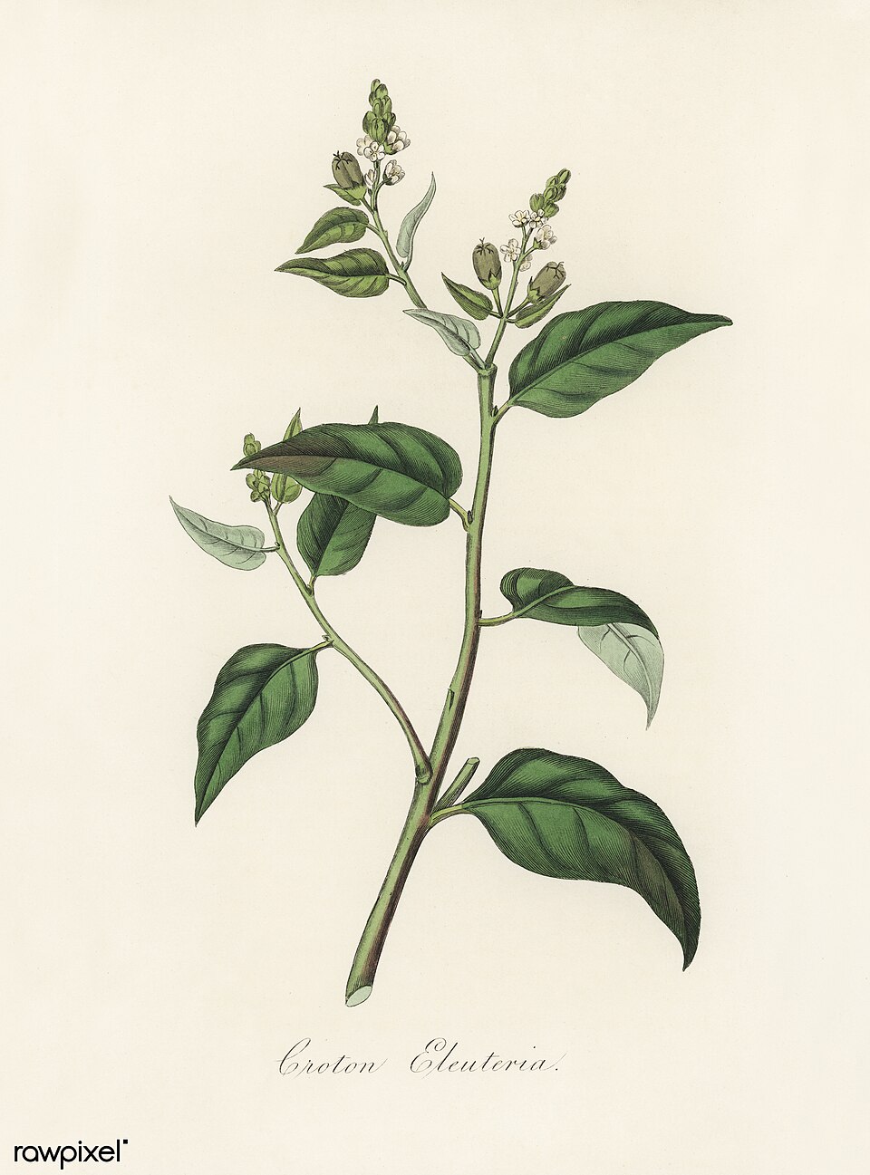 Tinh dầu Cascarilla (Croton eluteria, Croton reflexifolius) — minh hoạ thực vật