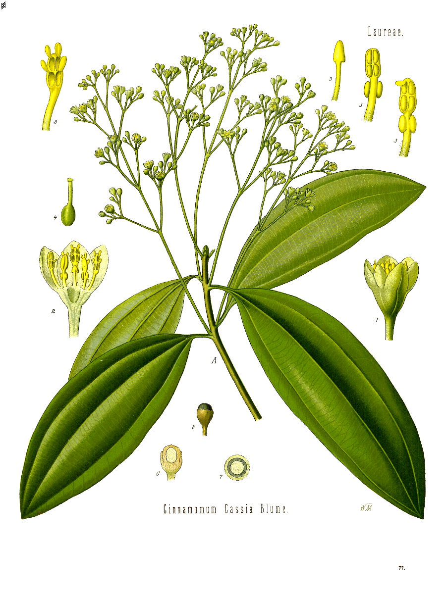 Tinh dầu Quế Cassia (Cinnamomum cassia) — minh hoạ thực vật